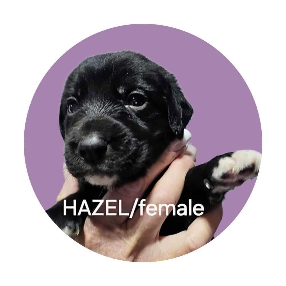 Hazel