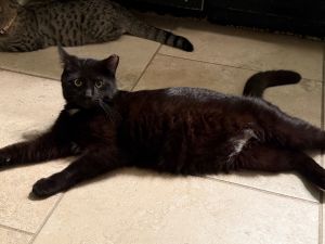 Gotham Domestic Medium Hair Cat