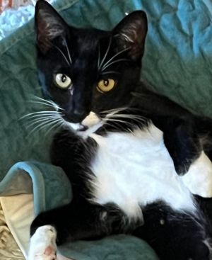 Bumper Domestic Short Hair Cat