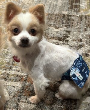Frosty, Young Male Pomeranian