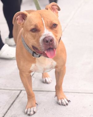 Meet Papa Bear Well Say hello again to this lovable rescue pup whos looking for his forever home 