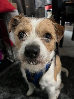 Meet Clumsy Clumsy came to us from a hoarding property where he lived outside with many other dogs