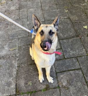 Animal Profile Clyde is an estimated 15 to 2 year old 70 lb neutered male German Shepherd who will