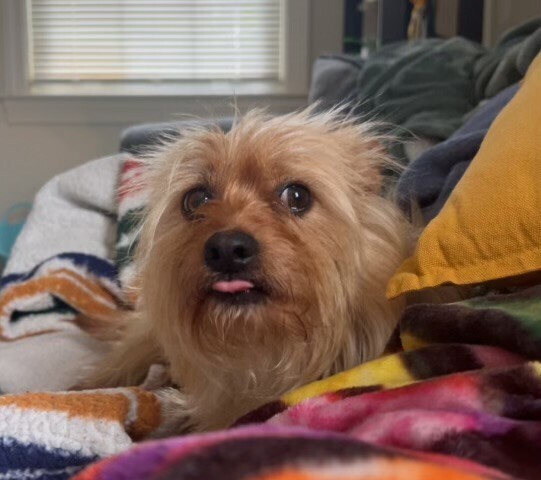 Toto