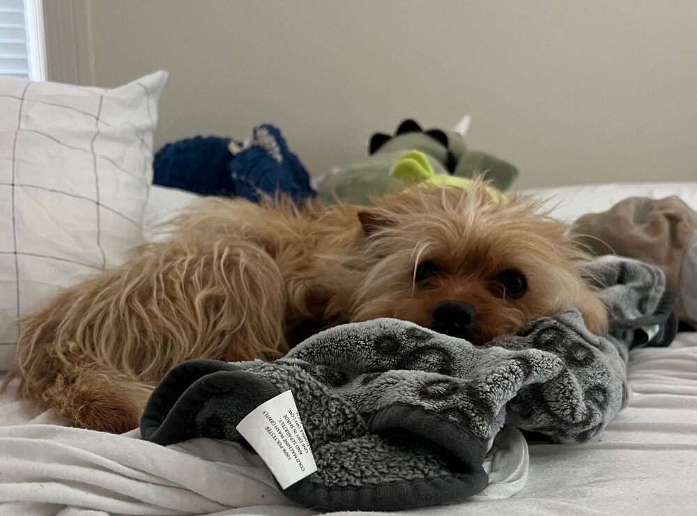 Toto