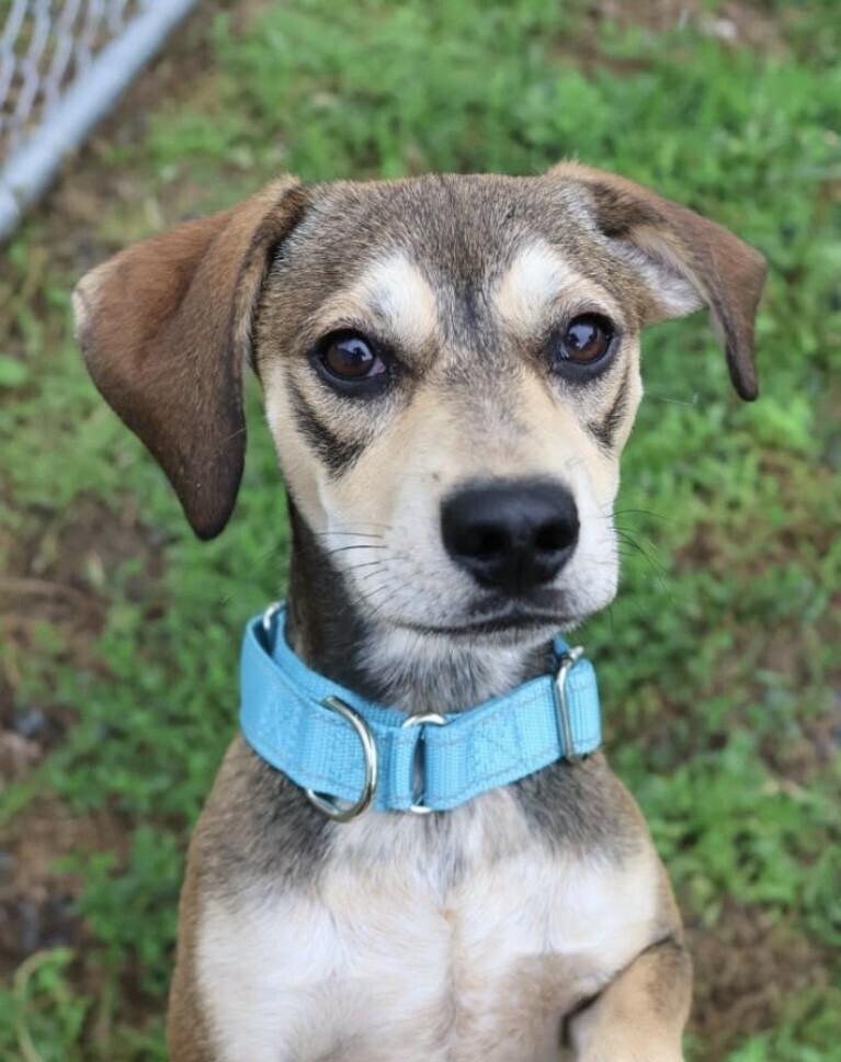 Pup Clyde