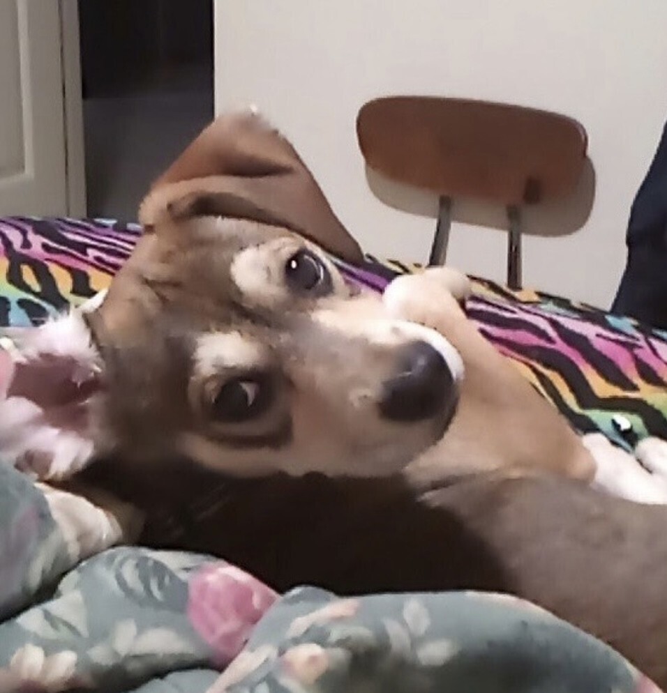 Pup Clyde