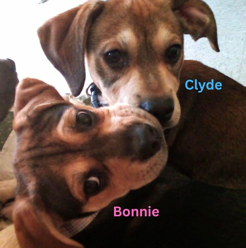 Pup Clyde