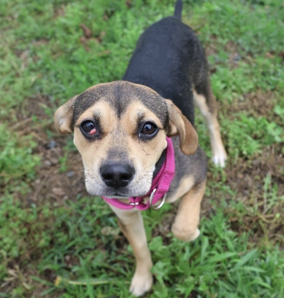 Pup Bonnie