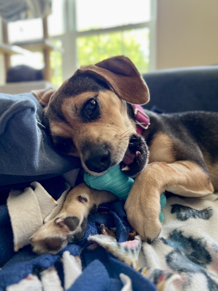 Pup Bonnie