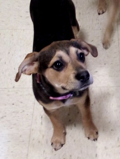 Pup Bonnie