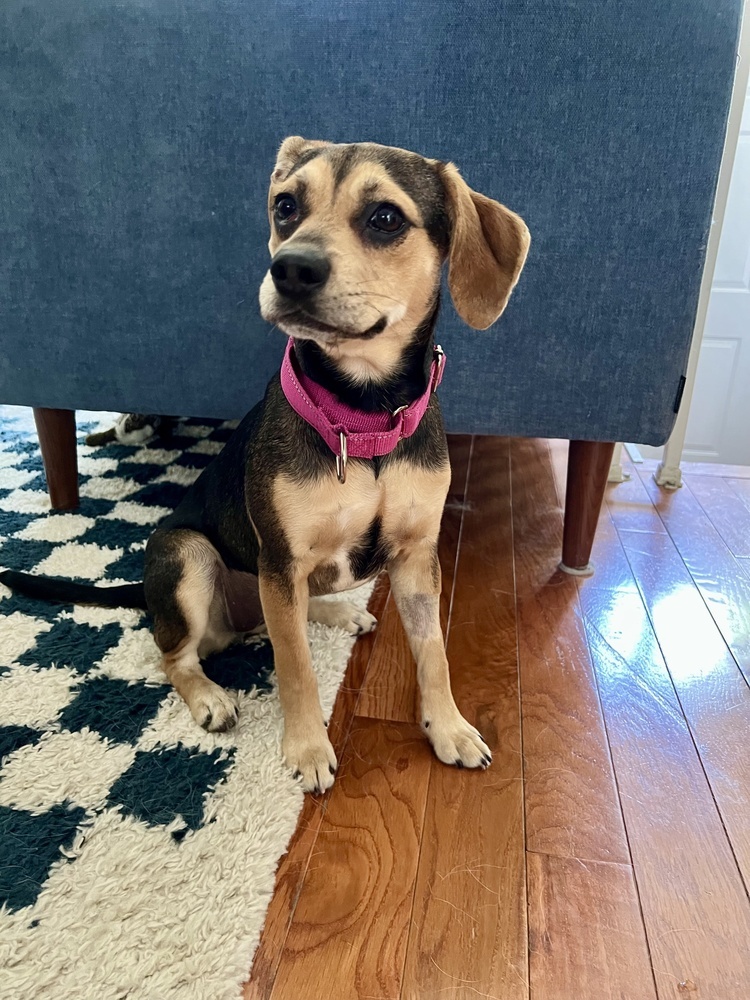 Pup Bonnie