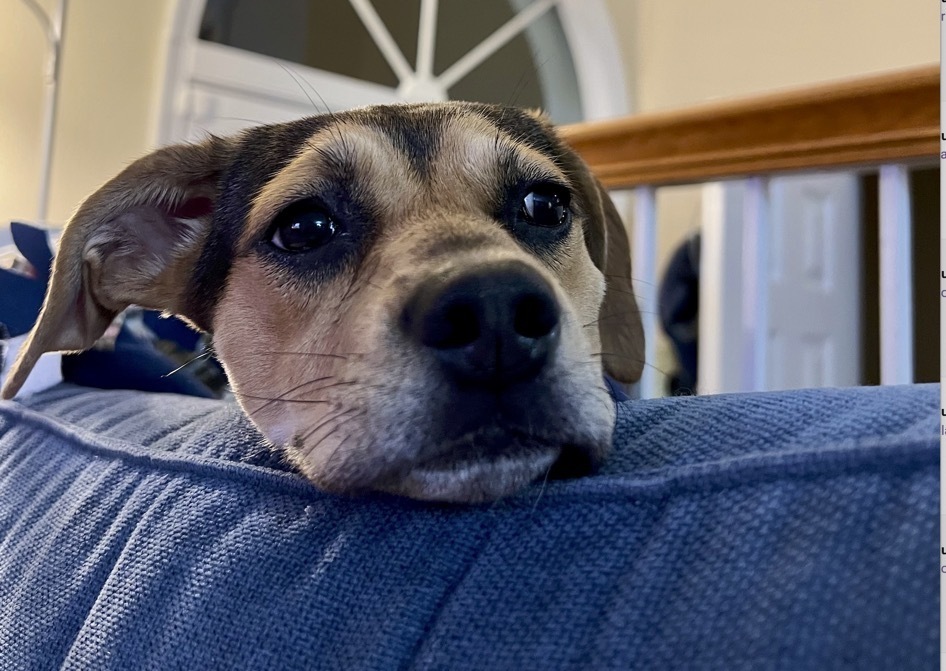 Pup Bonnie