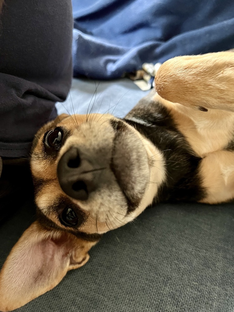 Pup Bonnie