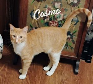 LOVES TO CUDDLE AND PURR DOB 81024 Hey there everyone Im Cosmo a very sweet loving mitted red
