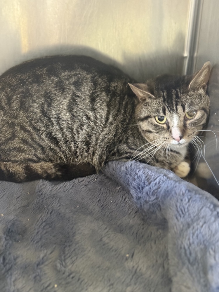 Trout 23C-0122, an adoptable Domestic Short Hair in Corinth, MS, 38834 | Photo Image 1