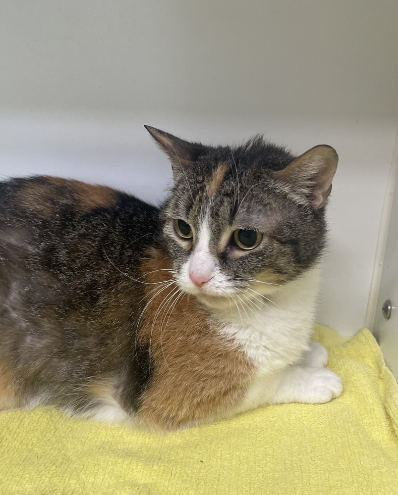 Strawberry ~ Senior Girl!