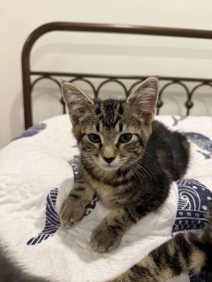 Dax, Baby Male Domestic Short Hair