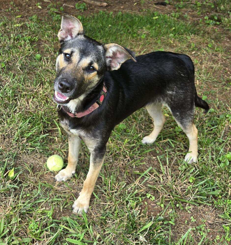 Costello (Cartersville Pups)