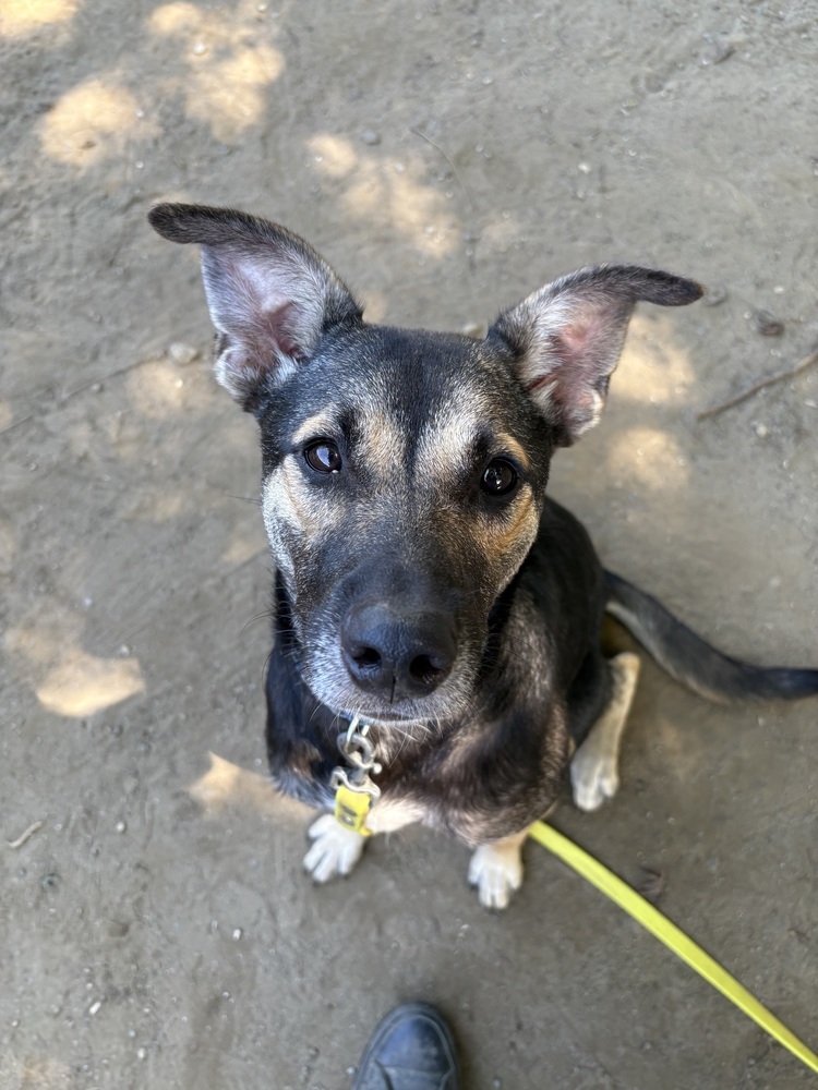 Costello (Cartersville Pups)