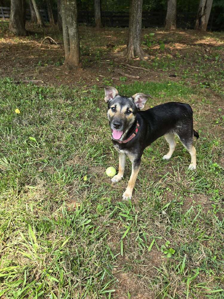 Costello (Cartersville Pups)
