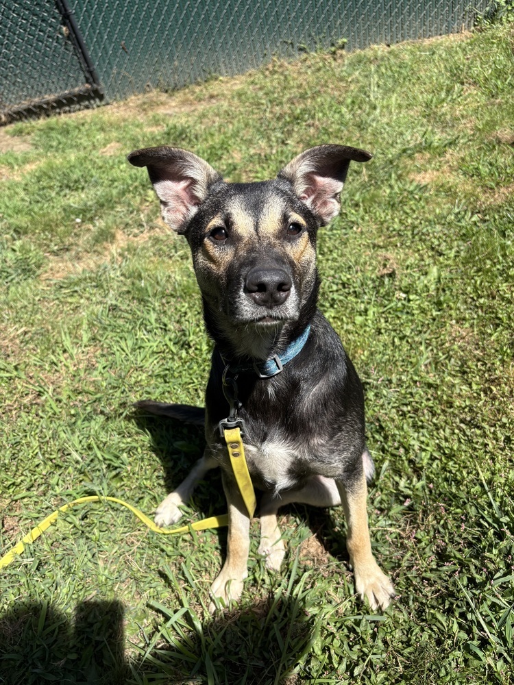 Costello (Cartersville Pups)