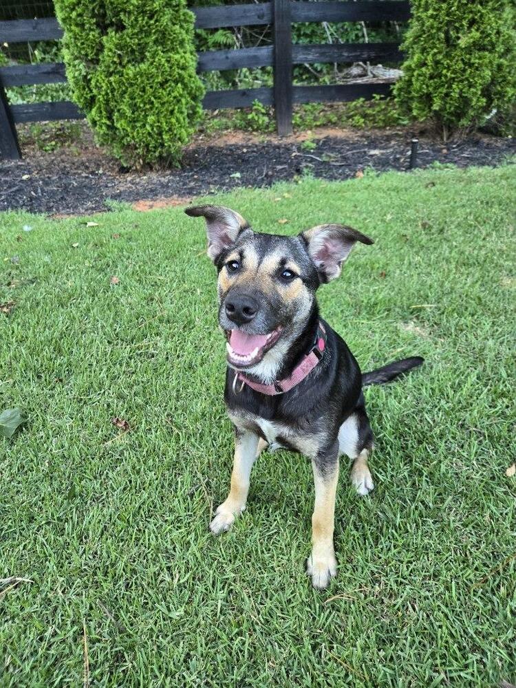 Costello (Cartersville Pups)