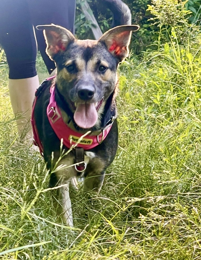 Costello (Cartersville Pups)