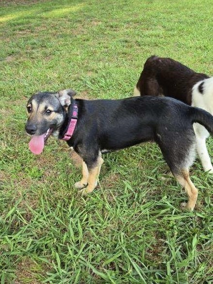Costello (Cartersville Pups)