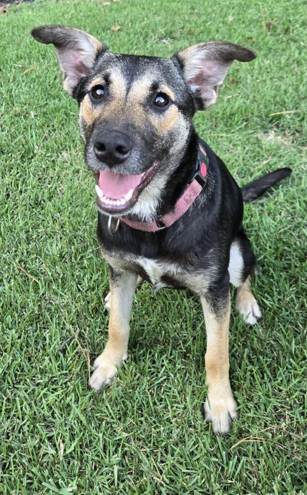 Costello (Cartersville Pups)