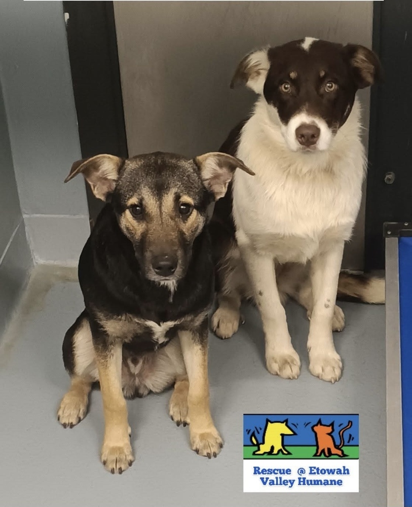 Costello (Cartersville Pups)