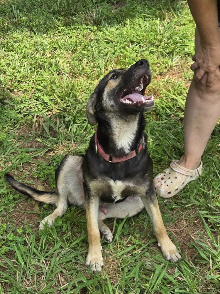 Costello (Cartersville Pups)