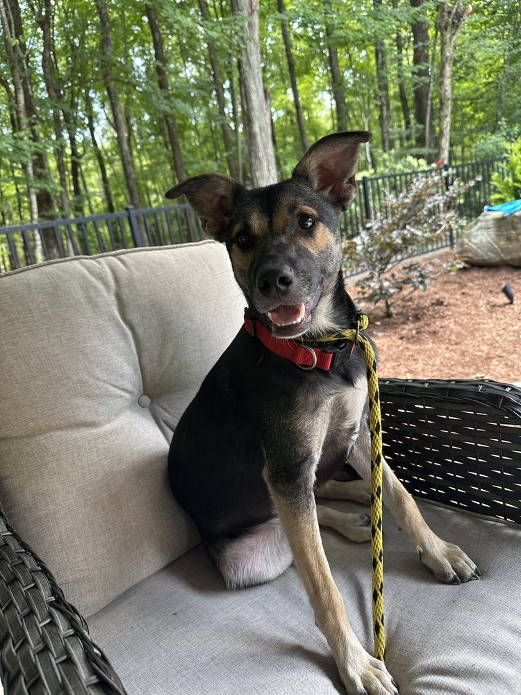 Costello (Cartersville Pups)