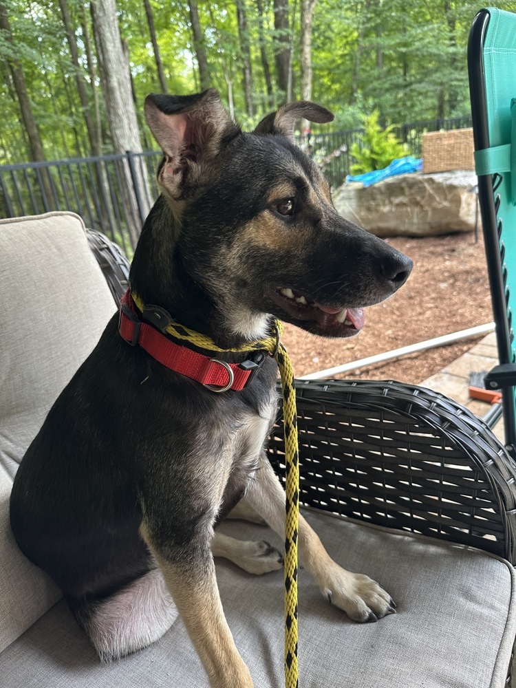 Costello (Cartersville Pups)