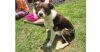 Abbott (Cartersville Pups) photo 1