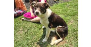 Abbott (Cartersville Pups), Baby Male Border Collie