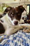 Abbott (Cartersville Pups) photo 2
