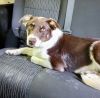 Abbott (Cartersville Pups) photo 3