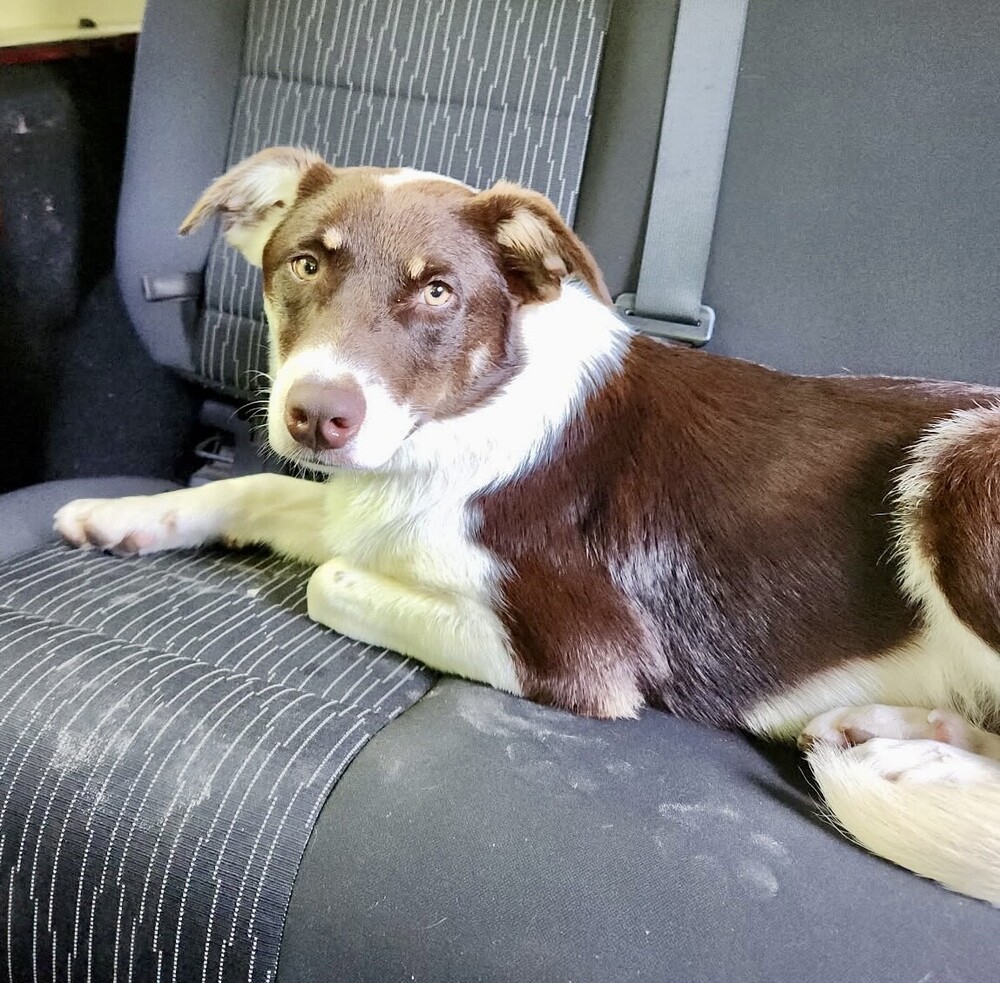 Abbott (Cartersville Pups)