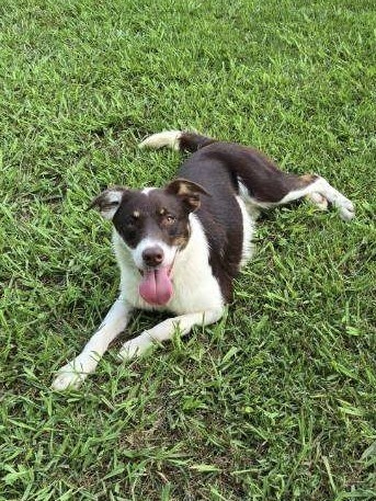 Abbott (Cartersville Pups)