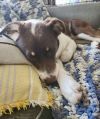 Abbott (Cartersville Pups) photo 4