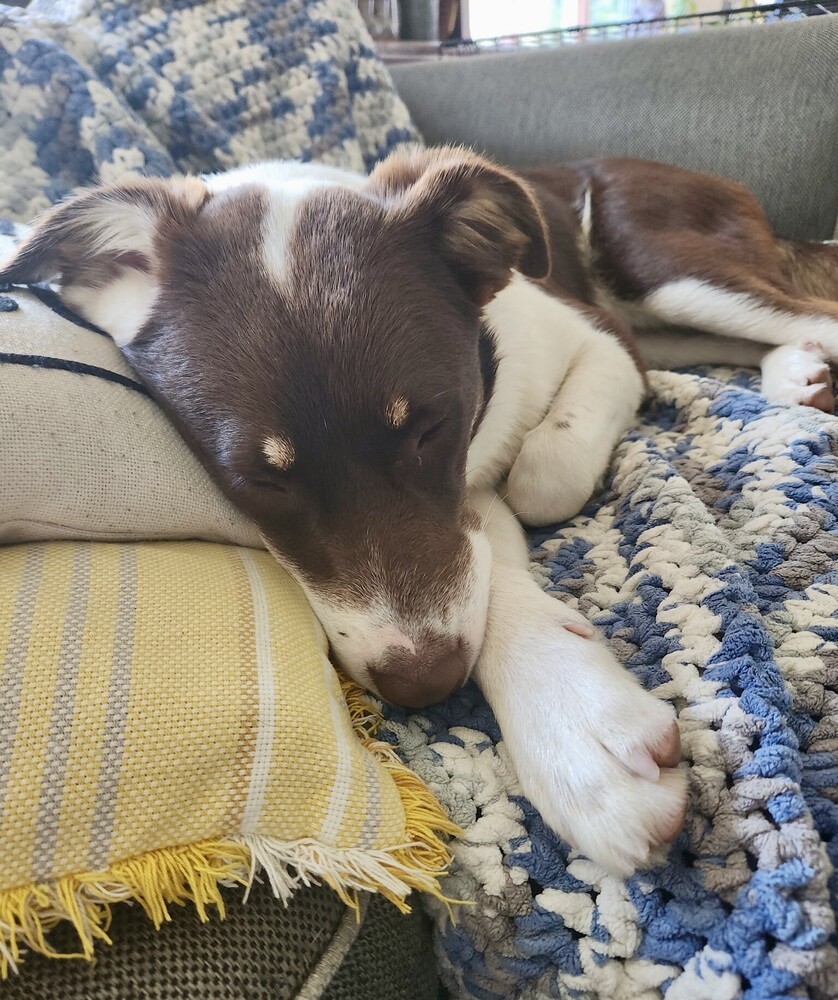 Abbott (Cartersville Pups)