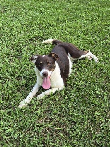 Abbott (Cartersville Pups)