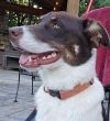 Abbott (Cartersville Pups) photo 5