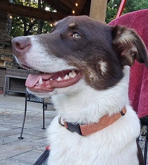 Abbott (Cartersville Pups)