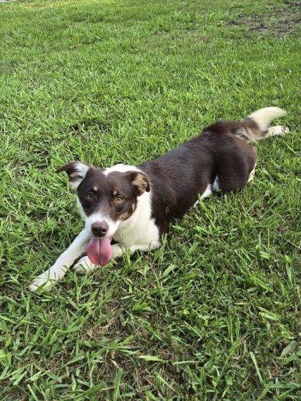 Abbott (Cartersville Pups)