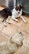 Abbott (Cartersville Pups) photo 6