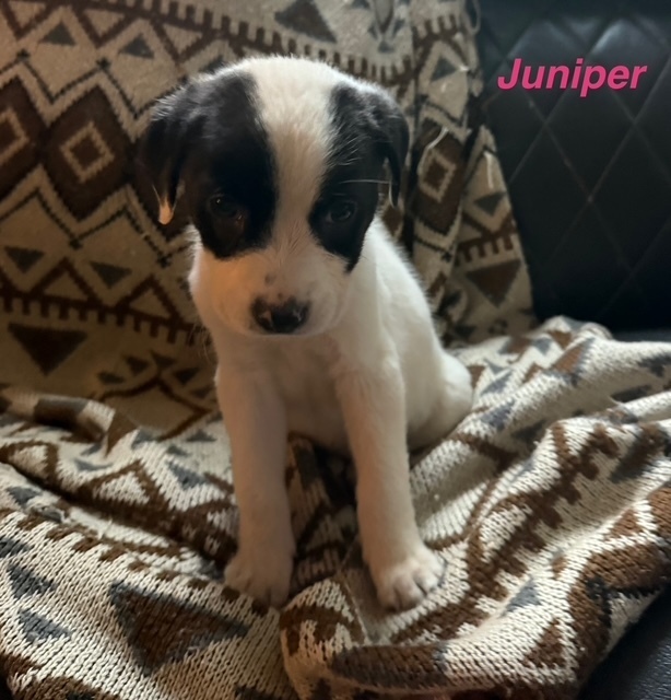 Juniper (Tree Litter)