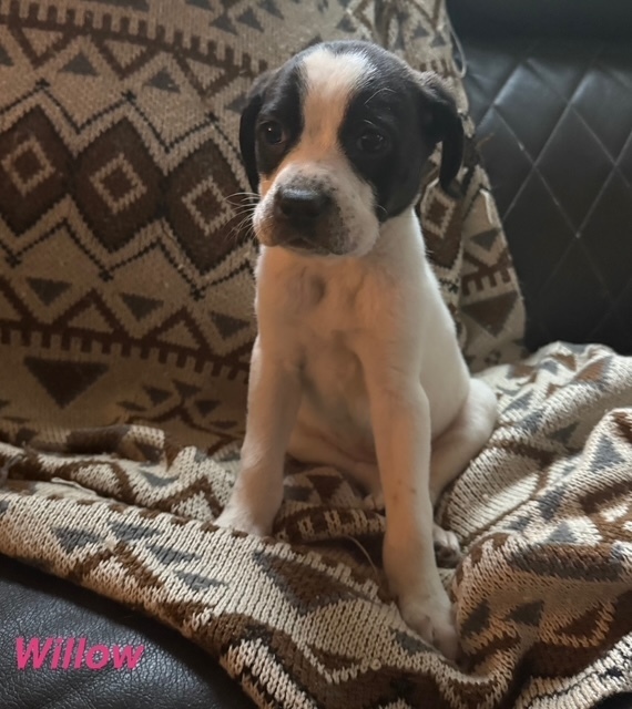 Willow (Tree Litter)