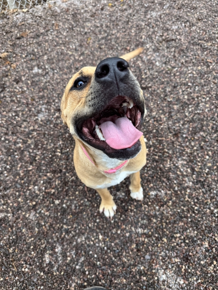 Anya, an adoptable Mixed Breed in Houghton, MI, 49931 | Photo Image 1